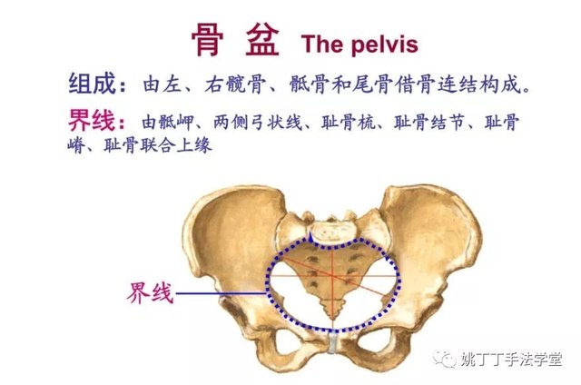 耻骨联合分离和盆底肌松弛对健康重要吗 你看看就知道了 快资讯 耻骨联合分离和盆底肌松弛对健康重要吗 你看看就知道了 快资讯