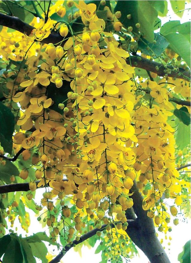 一花一世界 一叶一菩提 奇花异草腊肠树 花语文化赏花旅游 快资讯 一花一世界 一叶一菩提 奇花异草腊肠树 花语文化赏花旅游 快资讯