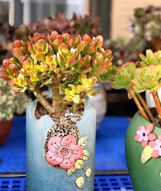 东风解冻 蜇虫始振 万物复苏 植物开始生长 该给多肉施肥了 快资讯 东风解冻 蜇虫始振 万物复苏 植物开始生长 该给多肉施肥了 快资讯