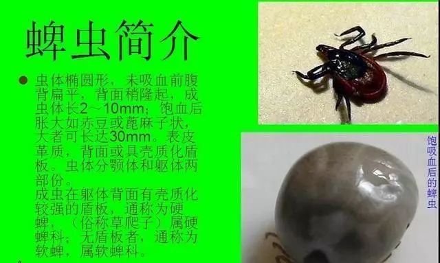 狗狗身上有蜱虫怎么办怎样彻底清除狗狗身上的蜱虫 快资讯