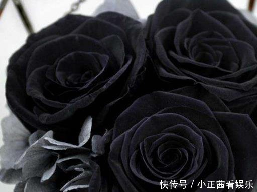 玫瑰花颜色花语大全 红玫瑰象征炙热的爱意 白玫瑰代表纯洁天真 快资讯