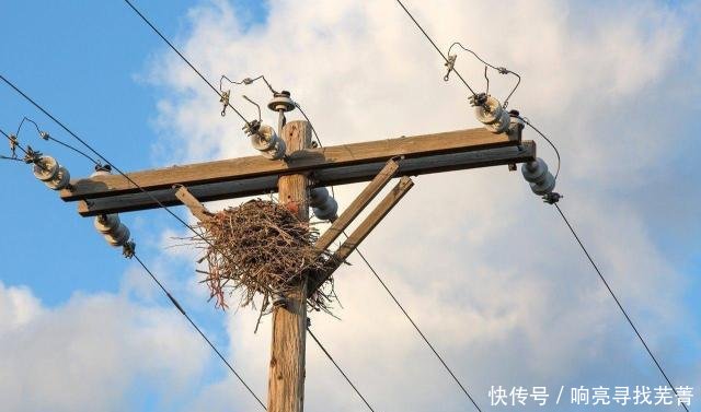 鸟类在电线交配引发断电 这样的军事险招你知道吗 快资讯