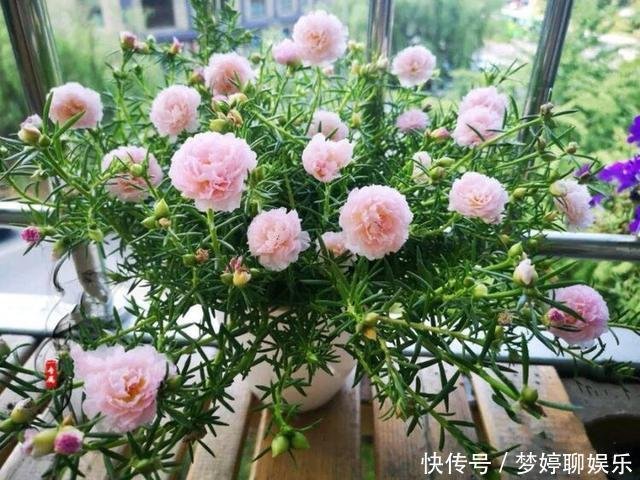 养一年生太阳花和宿根太阳花 用1招 一棵养2年 开花多变老桩 快资讯