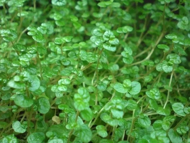 适合养浴室里的天使泪 原本是庭院里的观叶植物 快资讯