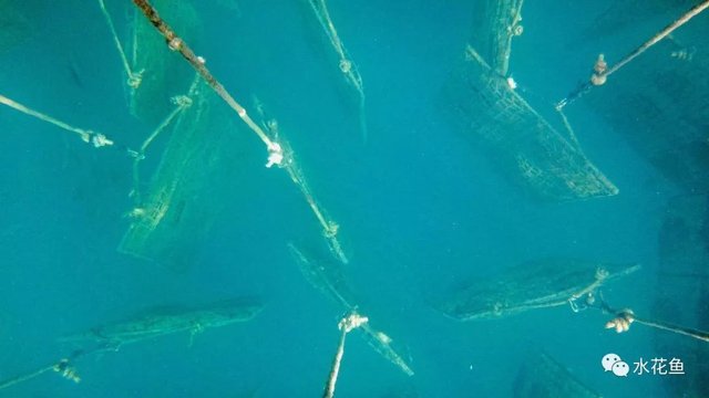 海水鱼养殖对海水环境的需求 快资讯