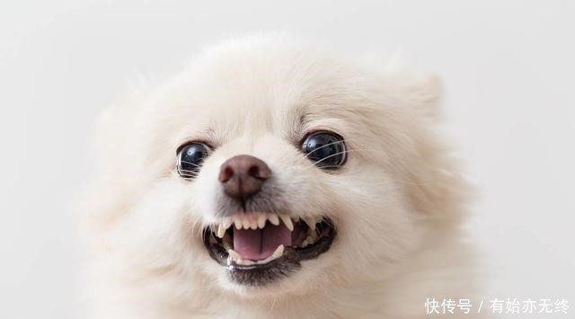 小型犬里面很凶 很爱咬人的6种狗狗 别惹它们 快资讯 小型犬里面很凶 很爱咬人的6种狗狗 别惹它们 快资讯