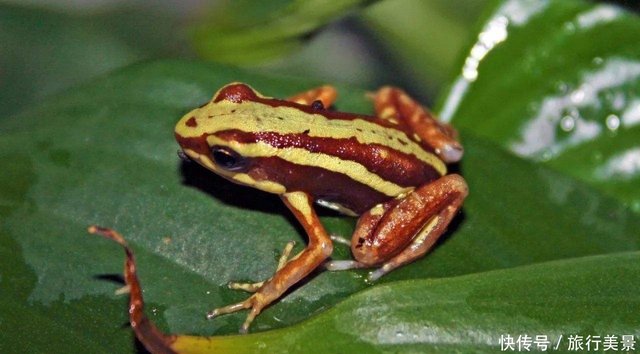 印第安人用它的毒液制作弓箭来狩猎 它就是幽灵毒箭蛙 快资讯 印第安人用它的毒液制作弓箭来狩猎 它就是幽灵毒箭蛙 快资讯