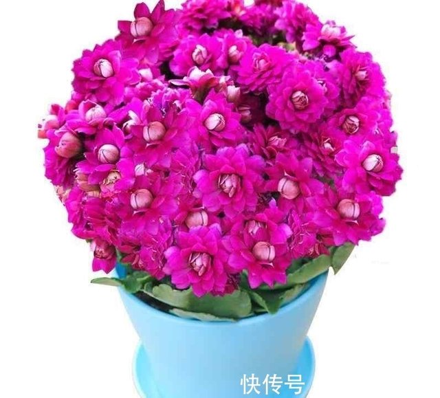 早春养长寿花 做好 剪 翻 养 再次开成 大花球 快资讯