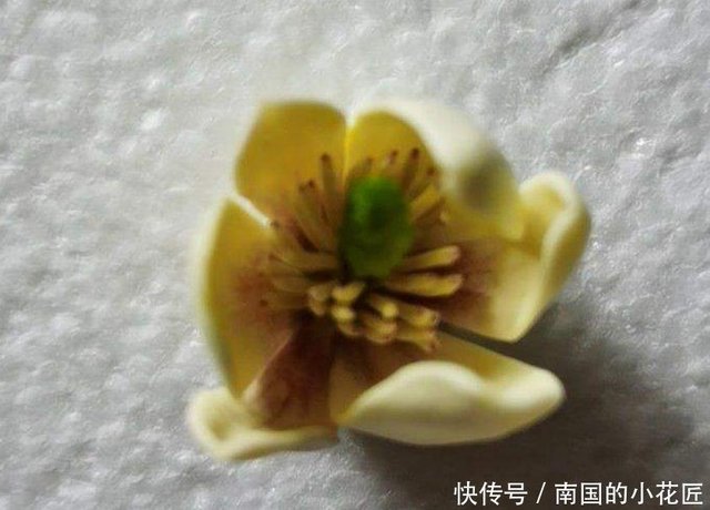 娇羞美人 含笑花 似放非放 清香飘十里 快资讯 娇羞美人 含笑花 似放非放 清香飘十里 快资讯