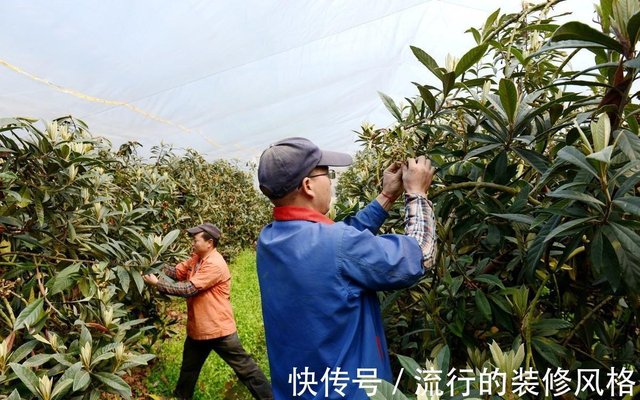 冬剪给枇杷疏花的时候 疏下来的枇杷花别乱丢 留着还有很多用处 快资讯 冬剪给枇杷疏花的时候 疏下来的枇杷花别乱丢 留着还有很多用处 快资讯