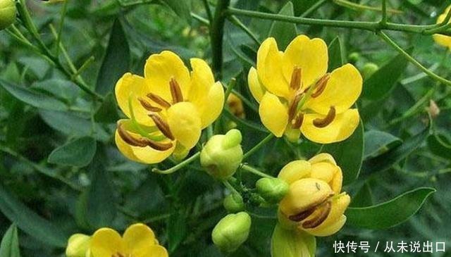 农村老人说 门前种上蛇怕草 毒蛇见了都会跑 原来叫 蛇灭门 快资讯 农村老人说 门前种上蛇怕草 毒蛇见了都会跑 原来叫 蛇灭门 快资讯