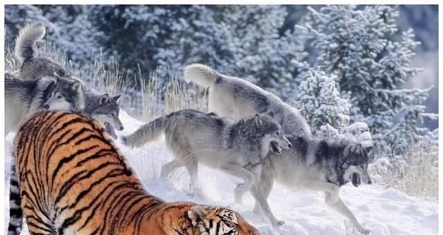 世界上体型最大的狼 身长可达两米 俄罗斯人却当宠物饲养 快资讯