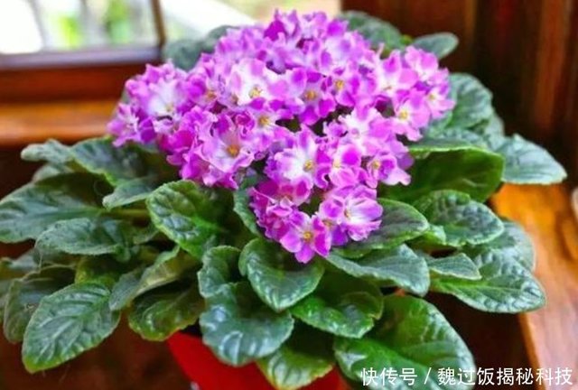 3种 四季花 好养又漂亮 365天开花不断 家里天天有花赏 快资讯 3种 四季花 好养又漂亮 365天开花不断 家里天天有花赏 快资讯