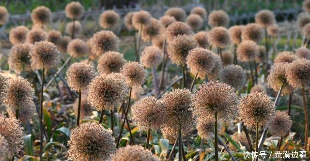 葱属植物专题展 云赏花之 葱花葱实亦有情 快资讯