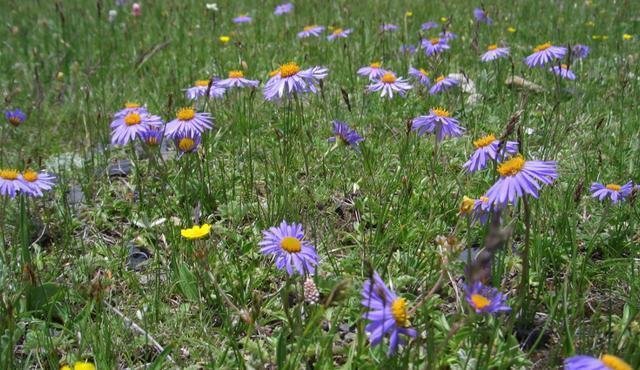 这野花漫山遍野全都是 样子像菊花 作用可不小 别认错了 快资讯