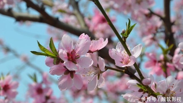 音乐赏析 山西民歌 桃花红 杏花白 快资讯