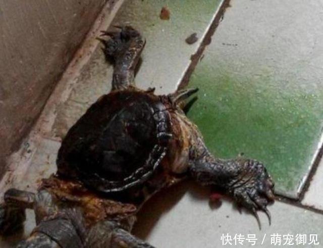 乌龟只长身体不长壳 得知真实原因后 主人羞愧无地自容 快资讯