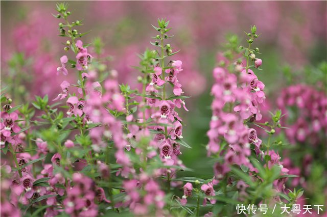 佛山盈香生态园 夏花绚烂 彩蝶翩跹 快资讯