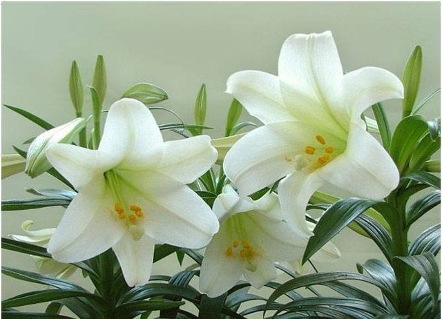 一花一世界 一叶一菩提 幽兰百合花飘香 花语传说寓意长 快资讯 一花一世界 一叶一菩提 幽兰百合花飘香 花语传说寓意长 快资讯