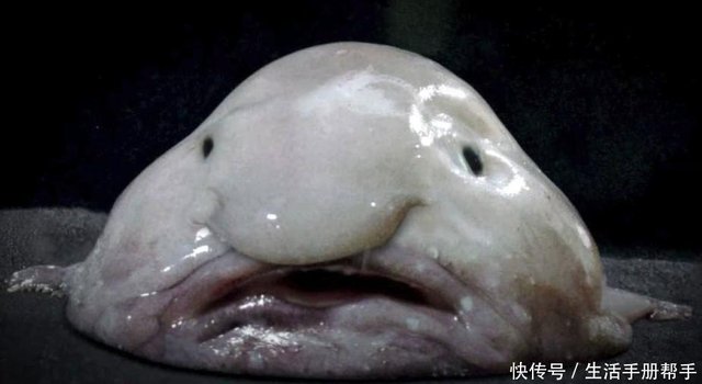 水滴鱼真的很丑吗世界上唯一一只养活的水滴鱼什么样子- 快资讯