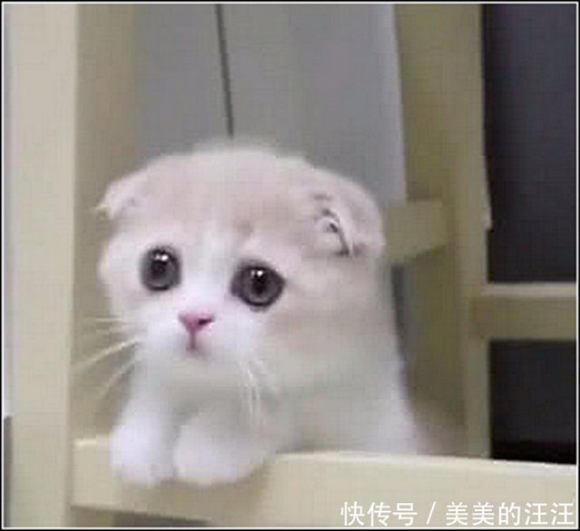 网购折耳猫，让她带出来玩却遭拒，得知原因笑出猪声- 快资讯