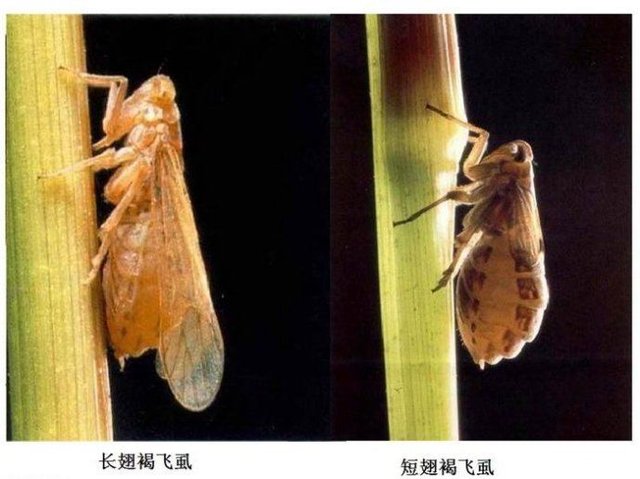 防治稻飞虱的生物农药有哪些 快资讯