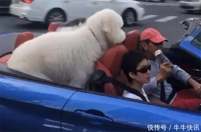 张丰毅与娇妻开豪华敞篷车 带巨型犬兜风 幸福生活令人羡慕 快资讯