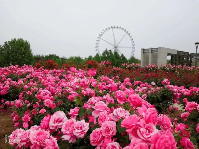 植物园月季花正盛 快资讯