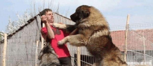 世界上最大的狼 身长2米 秒杀藏獒 见到主人后画风突变 快资讯 世界上最大的狼 身长2米 秒杀藏獒 见到主人后画风突变 快资讯