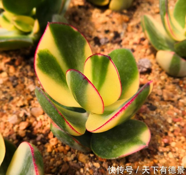 盘点多肉的日常养护 简介红稚莲 三色花月锦 拉姆雷特 快资讯 盘点多肉的日常养护 简介红稚莲 三色花月锦 拉姆雷特 快资讯