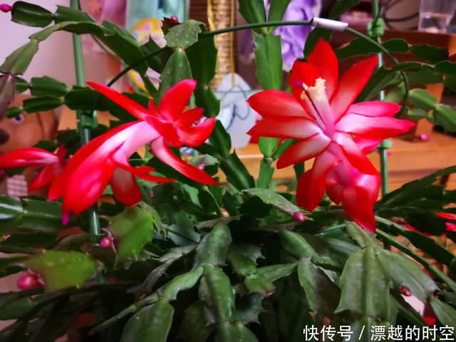 蟹爪兰在秋季什么时候摘嫩叶催花最好摘错嫩叶时机冬季难开花 快资讯 蟹爪兰在秋季什么时候摘嫩叶催花最好摘错嫩叶时机冬季难开花 快资讯