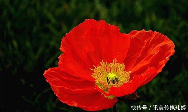 轻夏五月草 花开虞美人 快资讯