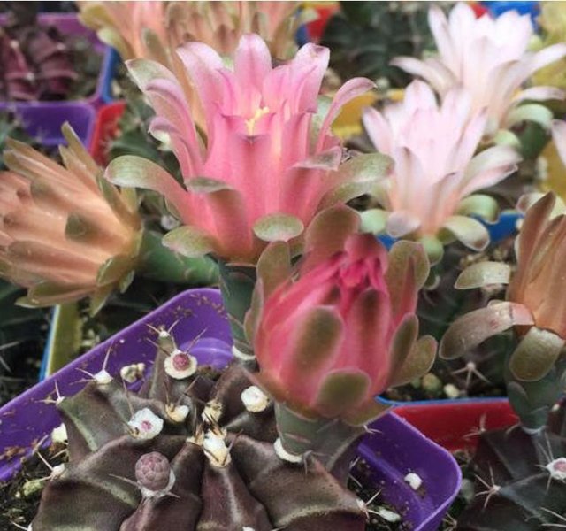 新手养花 不如养观赏精品 绯牡丹 被冠以 鸿运当头 的吉兆 快资讯 新手养花 不如养观赏精品 绯牡丹 被冠以 鸿运当头 的吉兆 快资讯