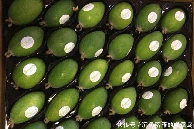 国外广泛种植 国内市场还一片空白 果实一斤卖100多全靠进口 快资讯