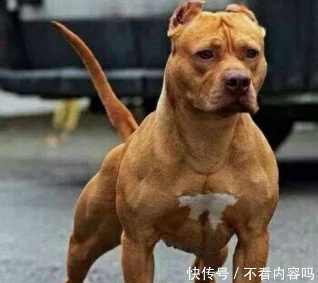 这是我国唯一可以打败比特犬的狗 不是藏獒 快资讯