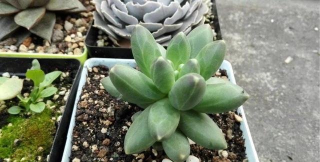 纯泥炭土养多肉 这可能又是一条不归路 快资讯 纯泥炭土养多肉 这可能又是一条不归路 快资讯