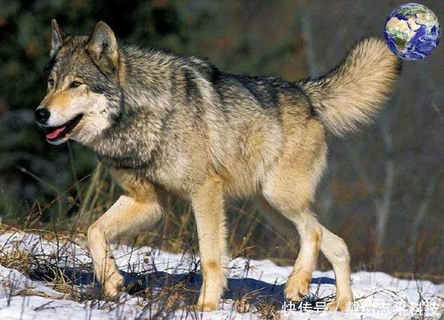 世界上最大的狼 也是唯一一种可以与大型猫科动物硬扛的狼 快资讯