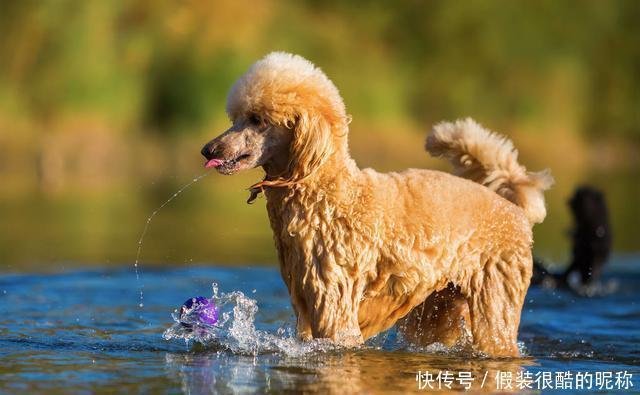 养只 特大号的贵宾犬 是什么体验 主人 生不如死 快资讯