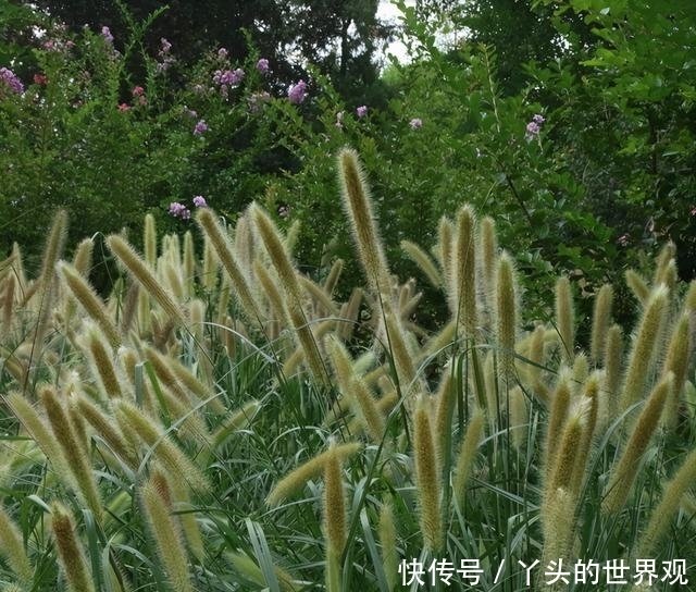 景观草的类型与价值 城市绿化中的应用 快资讯 景观草的类型与价值 城市绿化中的应用 快资讯