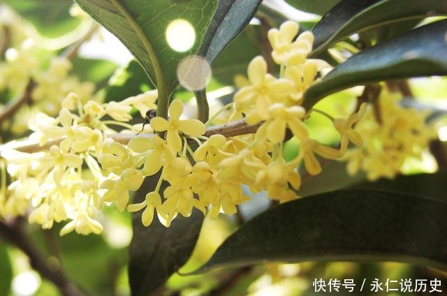 阳台栽种桂花树 做好这些 工作 叶茂枝翻 屋里桂香四溢 快资讯 阳台栽种桂花树 做好这些 工作 叶茂枝翻 屋里桂香四溢 快资讯