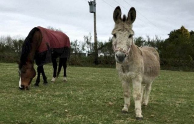 驴和马都有生育能力 为何二者的后代骡子 却天生丧失了繁殖能力 快资讯