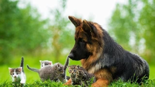 有狼基因的5种狼犬 能力和智商都很高 第五种是我国的优秀军犬 快资讯