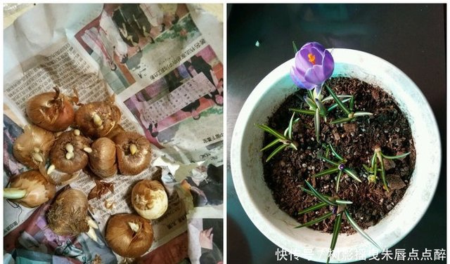 喜欢玫瑰 不如养盆 优良菊花 洹水紫桂 似紫色绣球 美艳高贵 快资讯 喜欢玫瑰 不如养盆 优良菊花 洹水紫桂 似紫色绣球 美艳高贵 快资讯