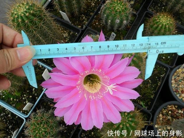 盆栽仙人球 玛丽亚广场 花朵又美又仙 浓香四溢 很值得拥有 快资讯