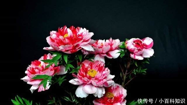 中国国花进行网上投票 人们为此议论纷纷 你支持哪种 快资讯