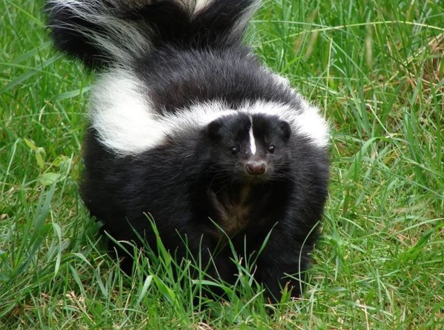 被玩坏的 臭鼬 少女 其声优立花理香 宣布与运动员结婚 快资讯