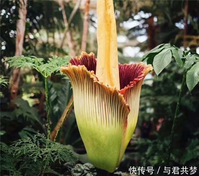 此花是世上最臭的花 是所罗门王的守护恶鬼 有着指引死亡的象征 快资讯