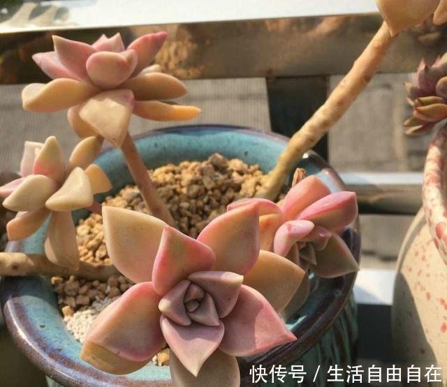 多肉易招 蚧壳虫 如何解决 试试这个 小方法 解决并不难 快资讯 多肉易招 蚧壳虫 如何解决 试试这个 小方法 解决并不难 快资讯