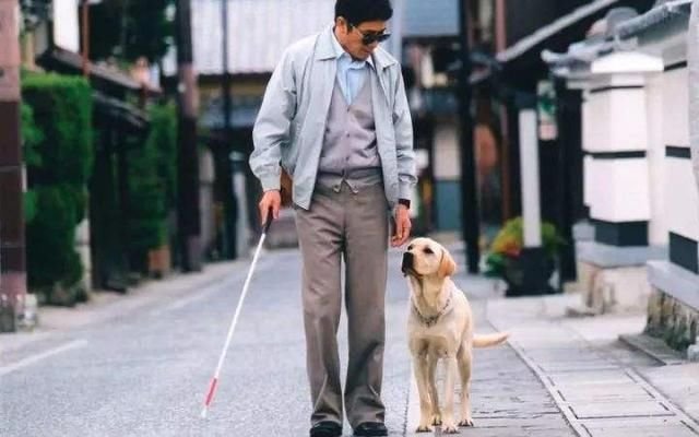 英文外刊 导盲犬 盲人最亲密的伙伴 快资讯
