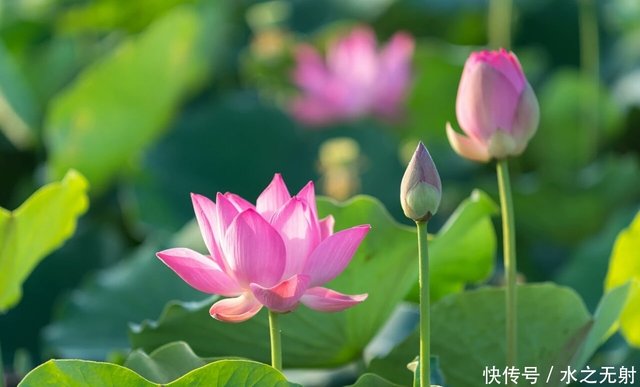 古诗词中话初夏 晴日暖风生麦气 渐开荷芰落蔷薇 快资讯